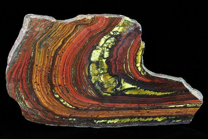Polished Tiger Iron Stromatolite - ( Billion Years) #75820